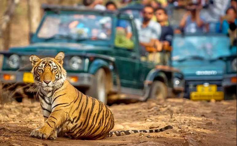 Tiger in Rathambore 1